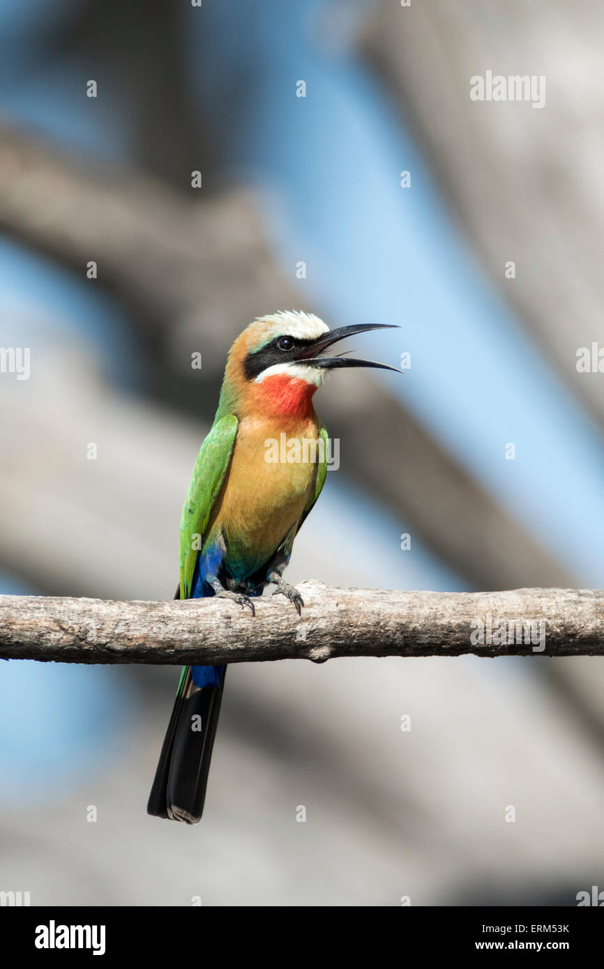 Africa, Botswana Chobe National Park, bianco-fronteggiata Bee-Eater (Merops bullockoides) nel ramo di albero sopra il fiume Chobe Foto Stock