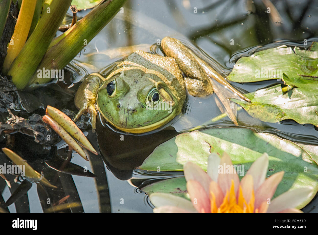 American Bullfrog, Lithobates catesbeianus o Rana catesbeiana, in un laghetto di gigli nello Stato di New York, Stati Uniti d'America Foto Stock