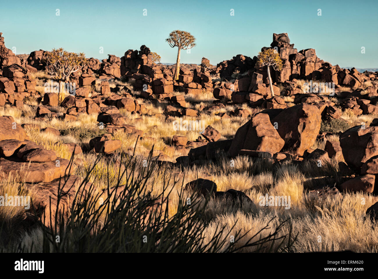 Gigantesco parco giochi, mostrando dolerite massi e un fremito Tree, Aloe dichotoma, Keetmannshoop, Namibia, Sud Africa occidentale Foto Stock