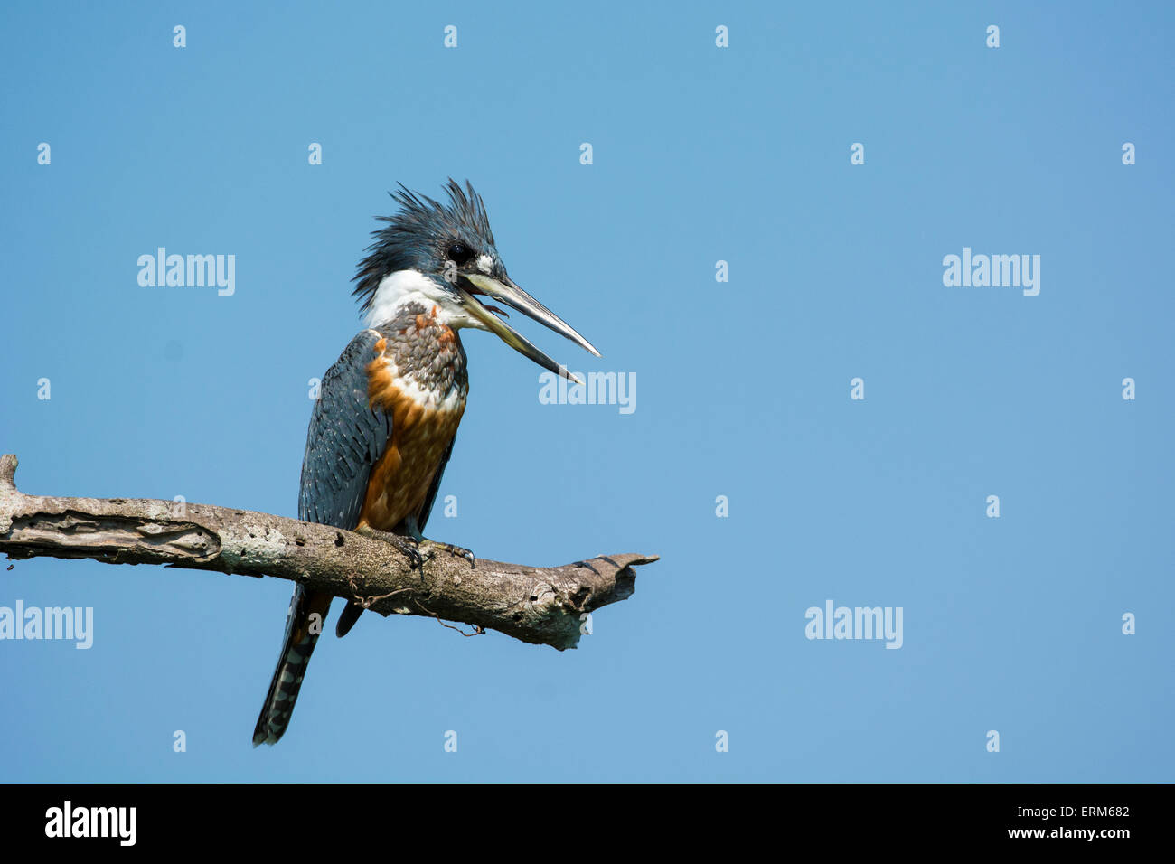 Di inanellare Kingfisher, Megaceryle torquata, appollaiato su un ramo del Pantanal, Mato Grosso, Brasile, Sud America Foto Stock