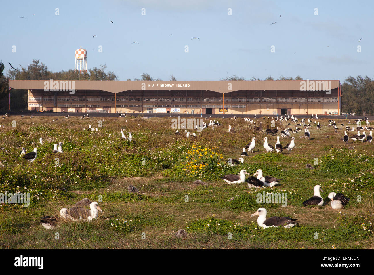 Naval Air Facility Isola Midway hangar. Funzionamento di NAF 1941 - 1993, ora un National Wildlife Refuge. Laysan Albatross colony in primo piano. Foto Stock