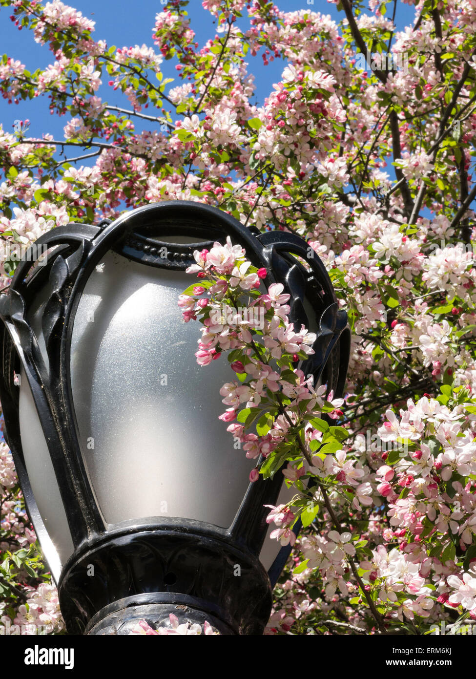 La fioritura dei ciliegi e ghisa lampada posta, al Central Park di New York Foto Stock