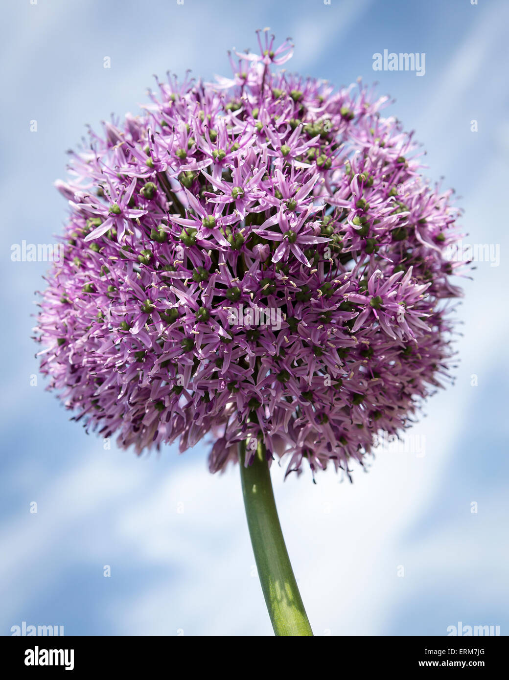 Allium Gigantium fiore contro un blu, wispy sky Foto Stock