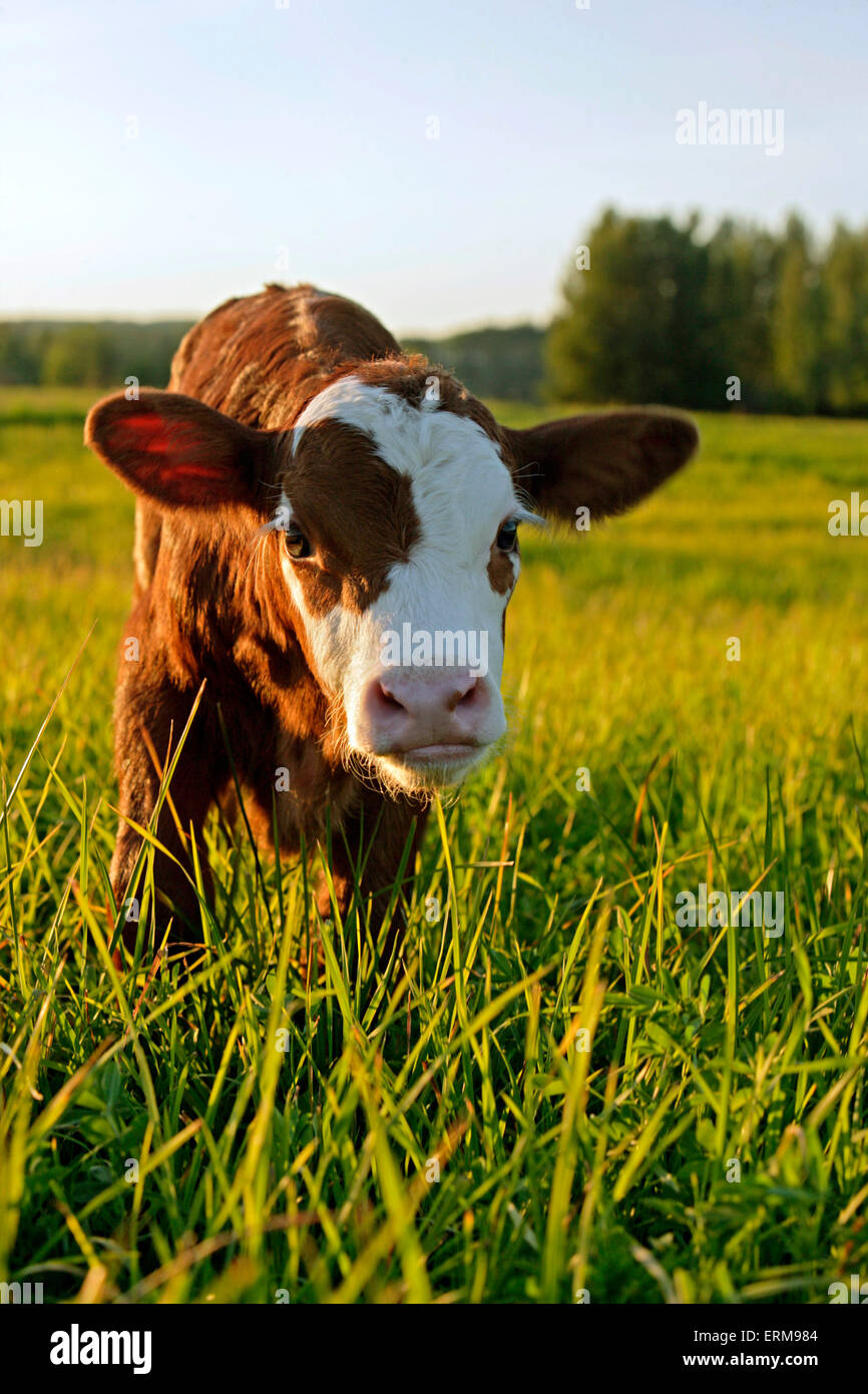 Mucca vitello Angus Hereford cross in piedi nel prato, vista verso la telecamera Foto Stock