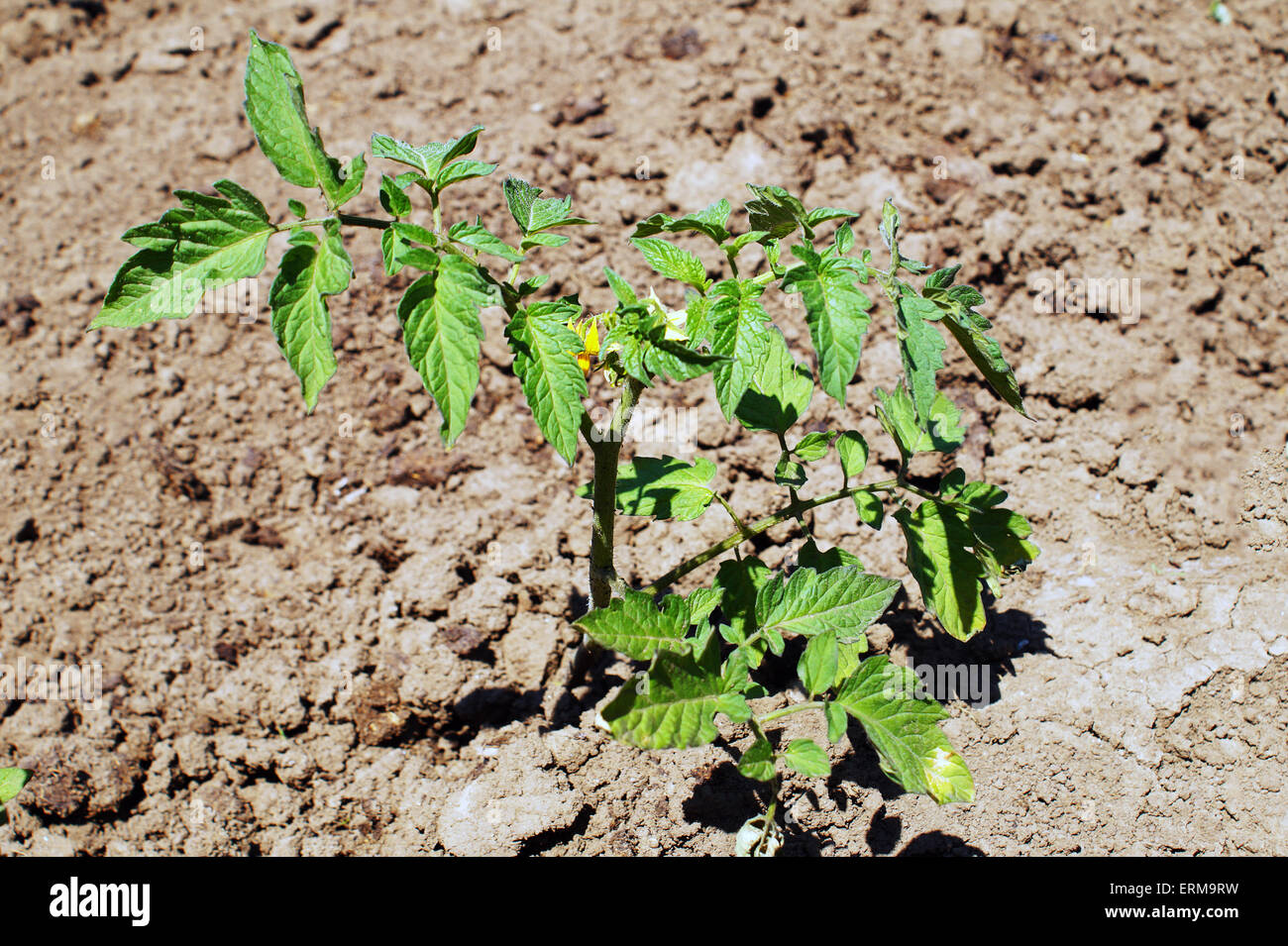 Pianta di pomodoro che cresce in giardino Foto Stock