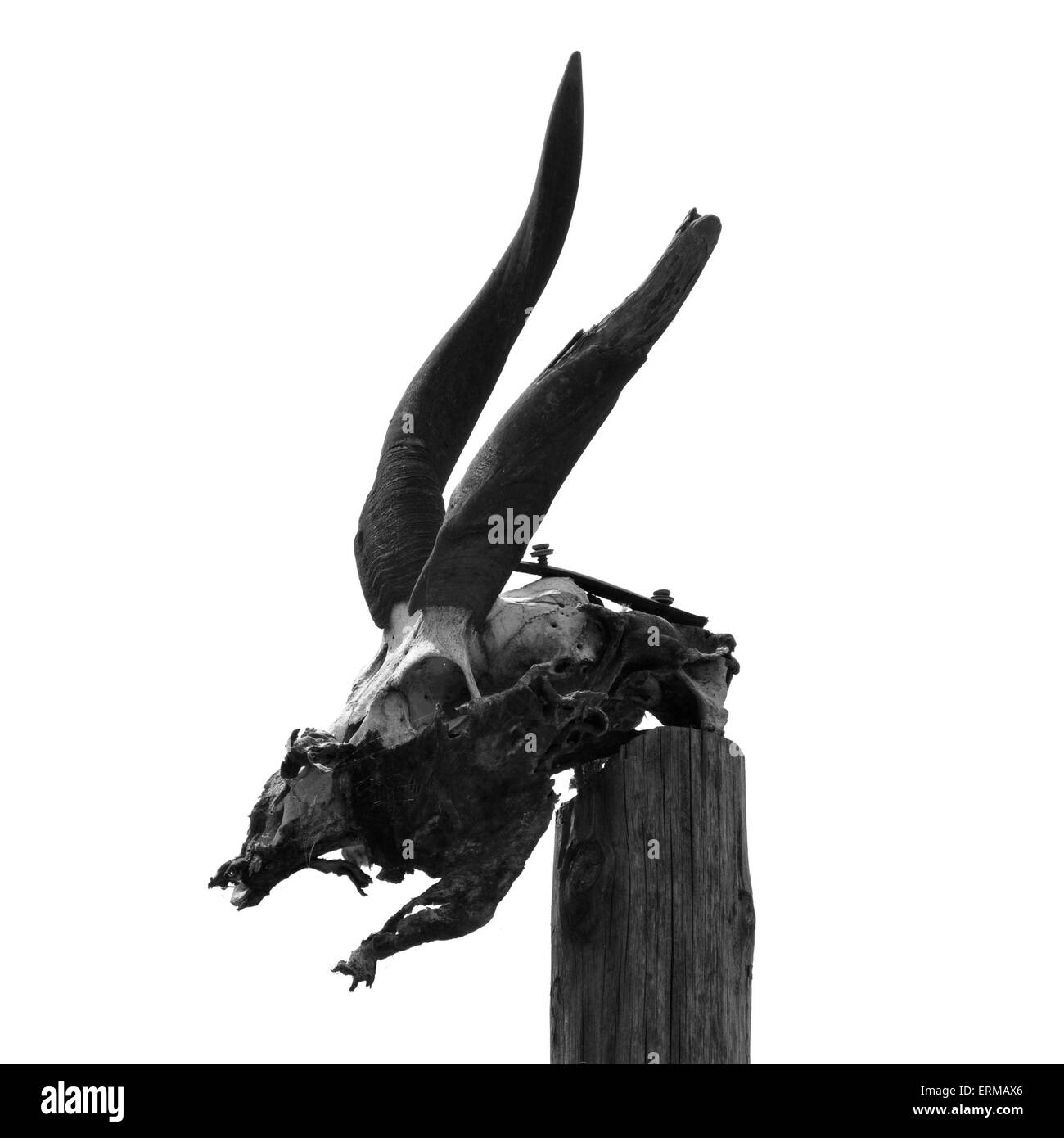 Antelope teschio con le corna sulla testa di palo di legno. In bianco e nero. Foto Stock