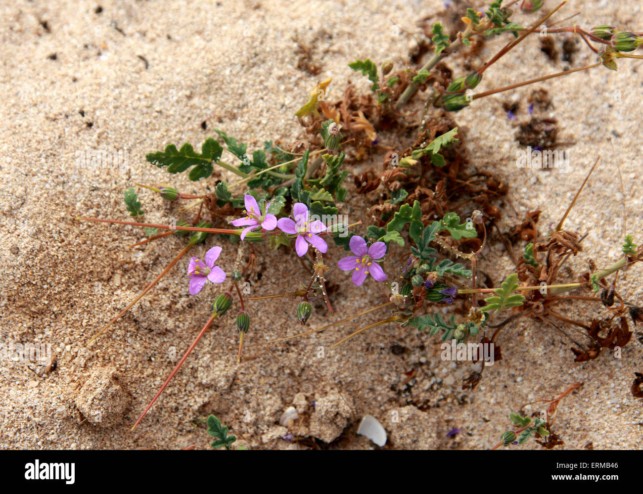 La gru è Bill, Erodium neuradifolium, Geraniaceae. Un diminutivo geranio, Corralejo Parco Nazionale, Fuerteventura. Foto Stock