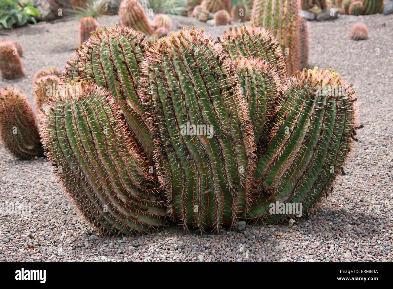 Impianto di cactus, Ferocactus pilosus, Cactaceae. Messico. Foto Stock