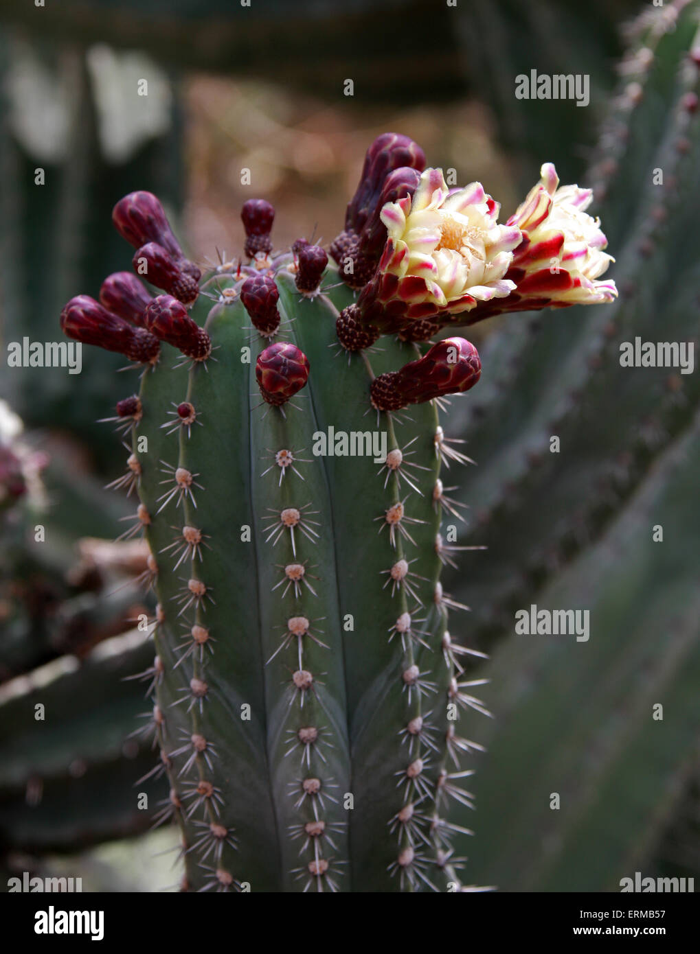 Cactus fioriti, Stenocereus pruinosus, Cactaceae. Messico. Foto Stock
