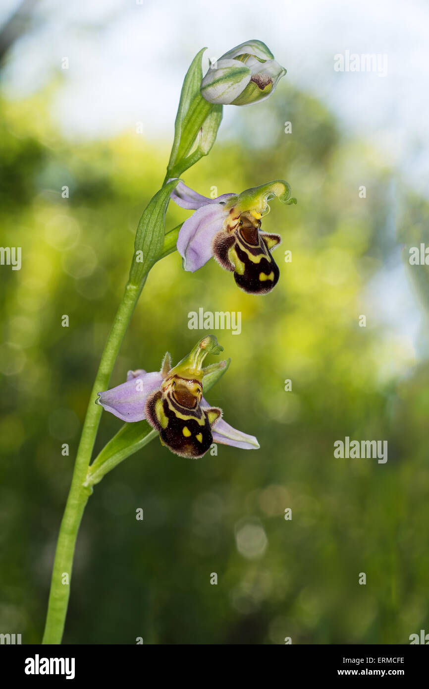 Ophrys apifera, bee orchid macro. Splendido fiore. Foto Stock