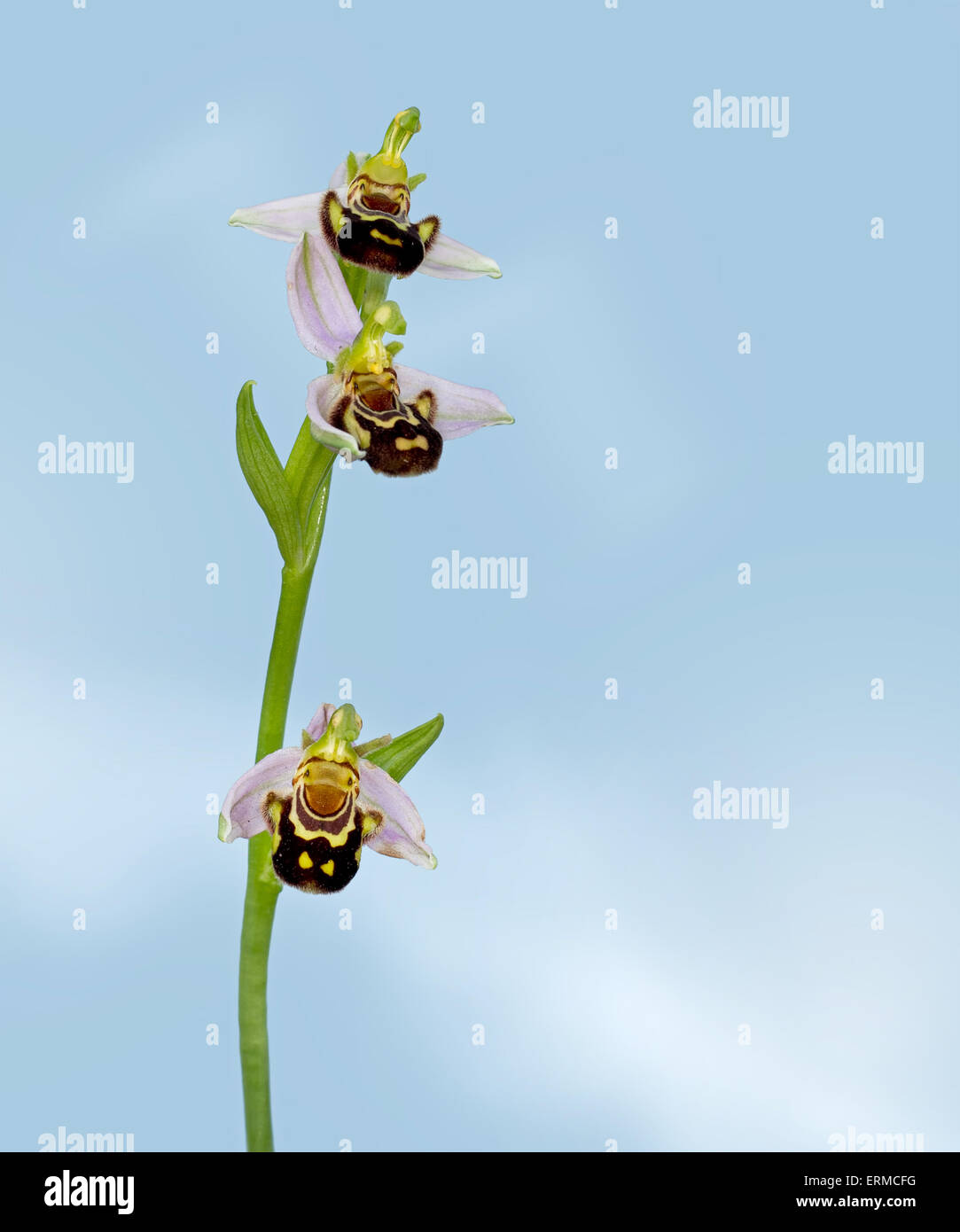 Ophrys apifera, bee orchid macro. Selvaggio fiore macro con bellissimi dettagli. Foto Stock