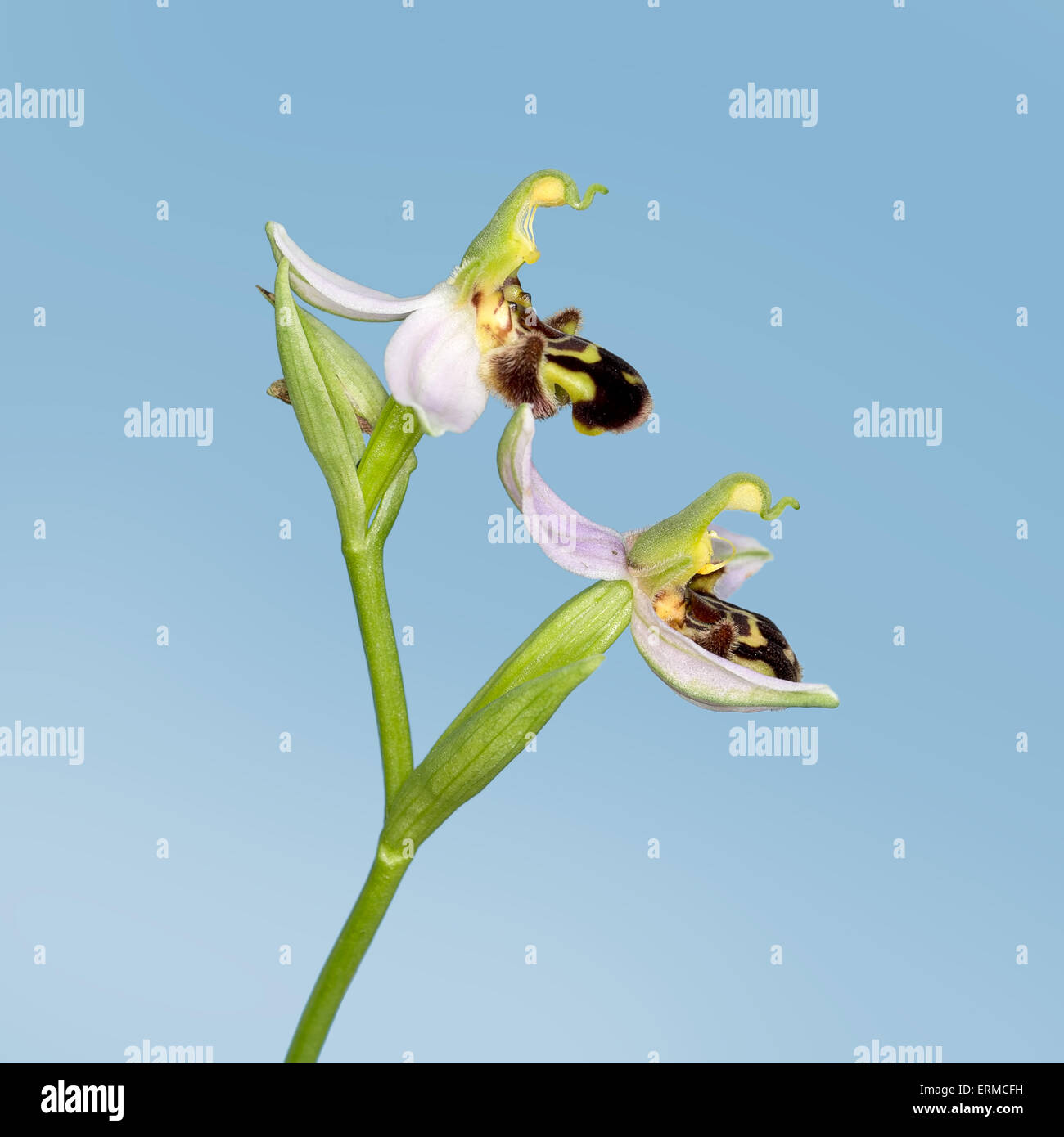 Ophrys apifera, bee orchid macro. Bella se leggermente strani fiori selvatici. Foto Stock