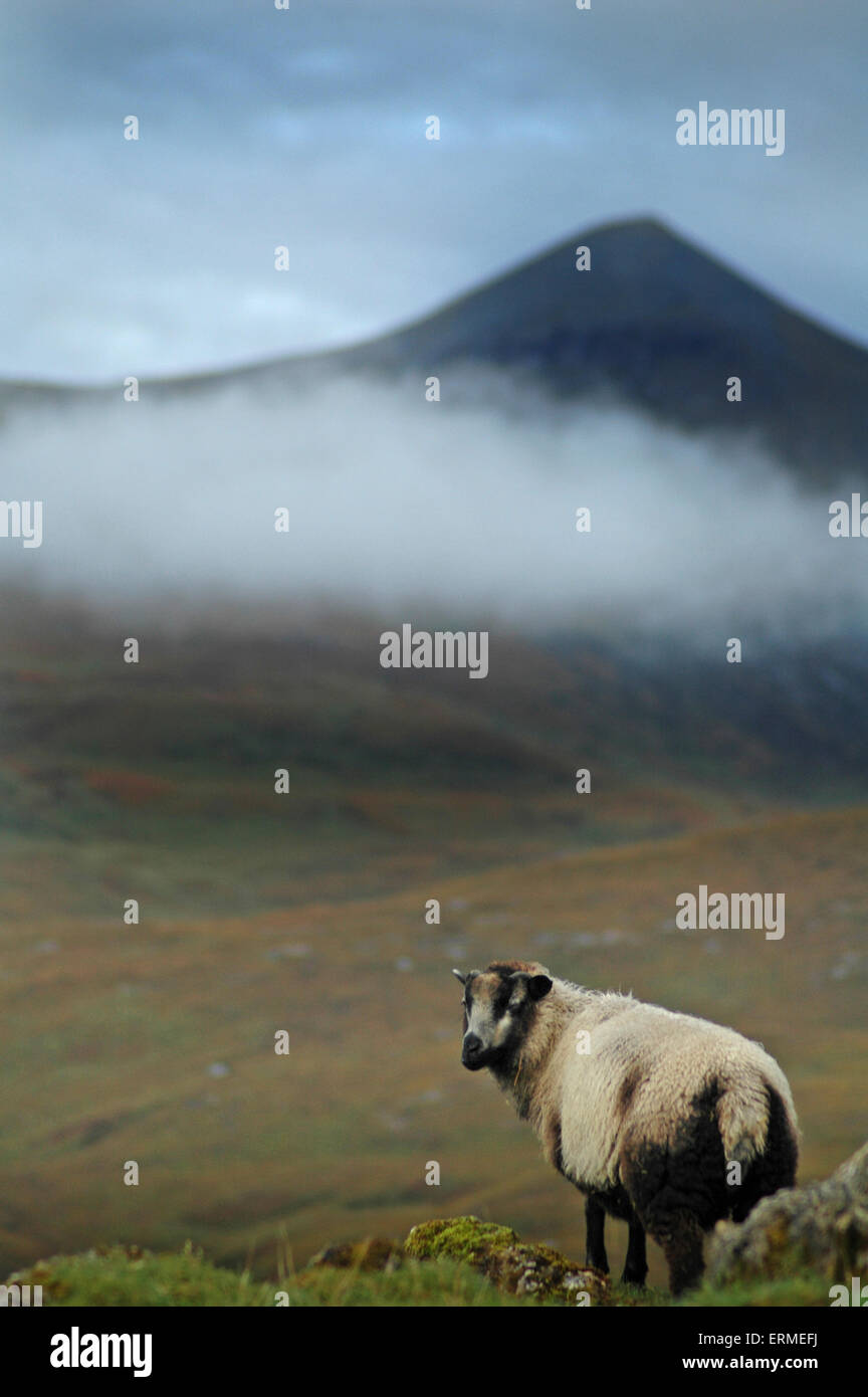 Una pecora nelle Highlands della Scozia Foto Stock
