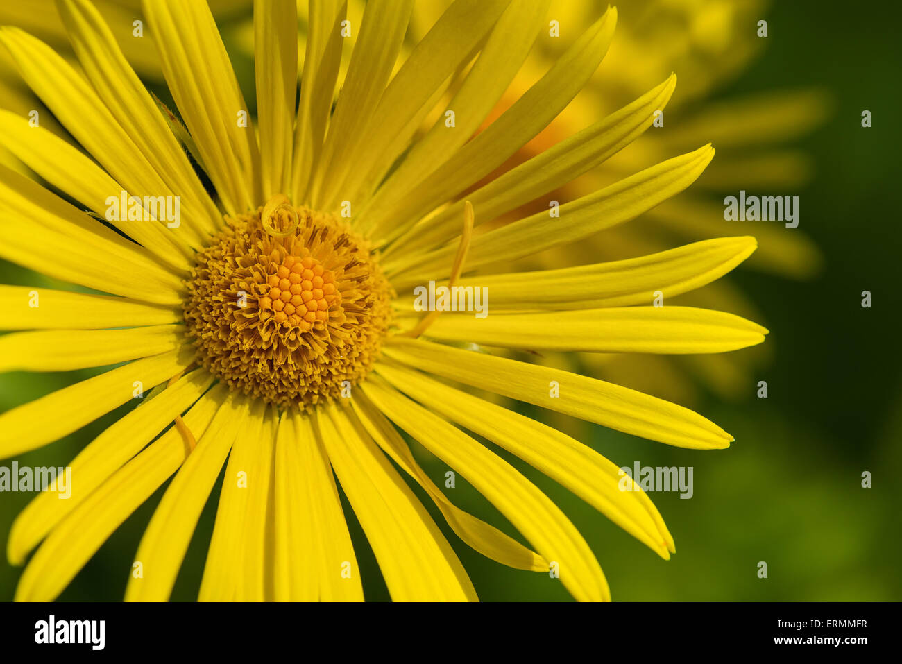 Primo piano di un giallo daisy, Leopard's Bane flower (Doronicum) Foto Stock
