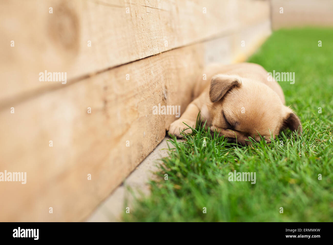 Poco sleeping bulldog francese puppie giacente su un bellissimo prato verde Foto Stock