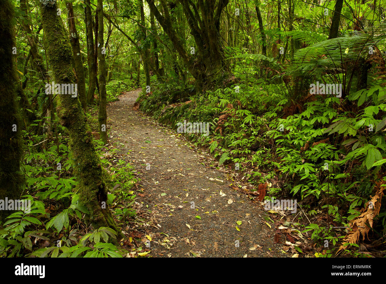 La via attraverso la boccola a Marokopa Falls, Distretto di Waitomo, Waikato, Isola del nord, Nuova Zelanda Foto Stock