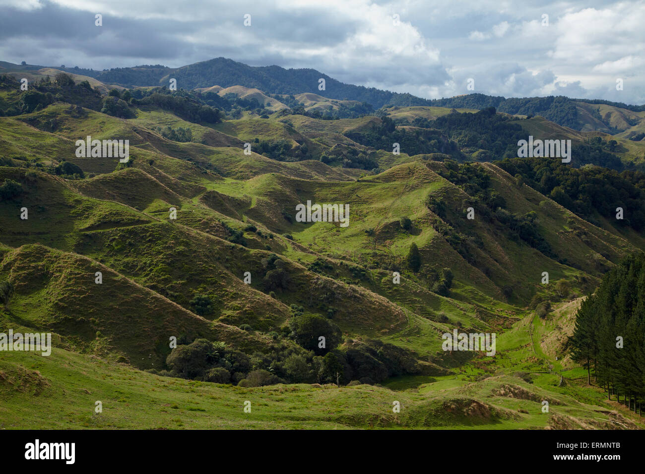 Terreni scoscesi, Distretto di Waitomo, Waikato, Isola del nord, Nuova Zelanda Foto Stock