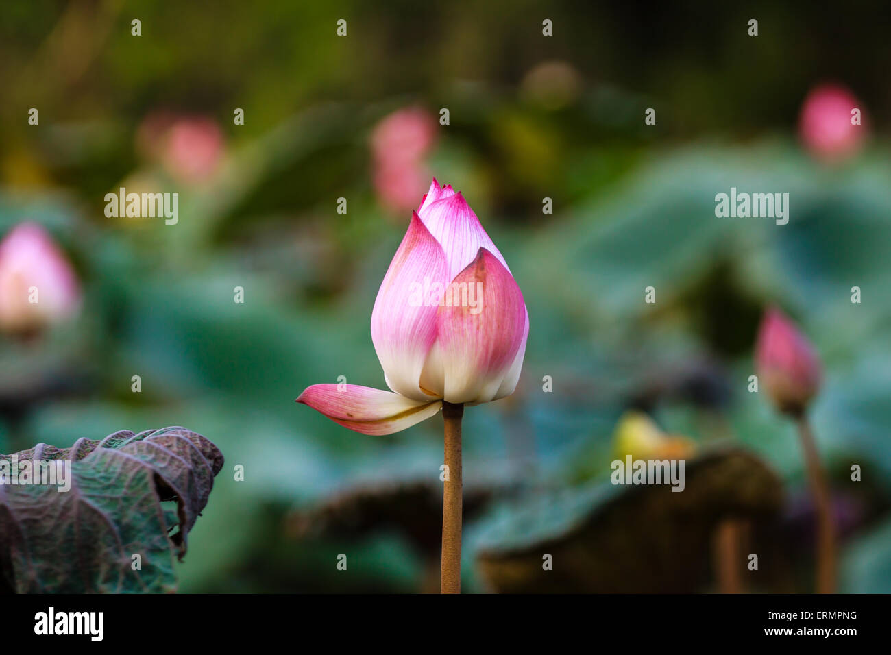 Fiore di loto in stagno vicino Hanoi, Vietnam Foto Stock