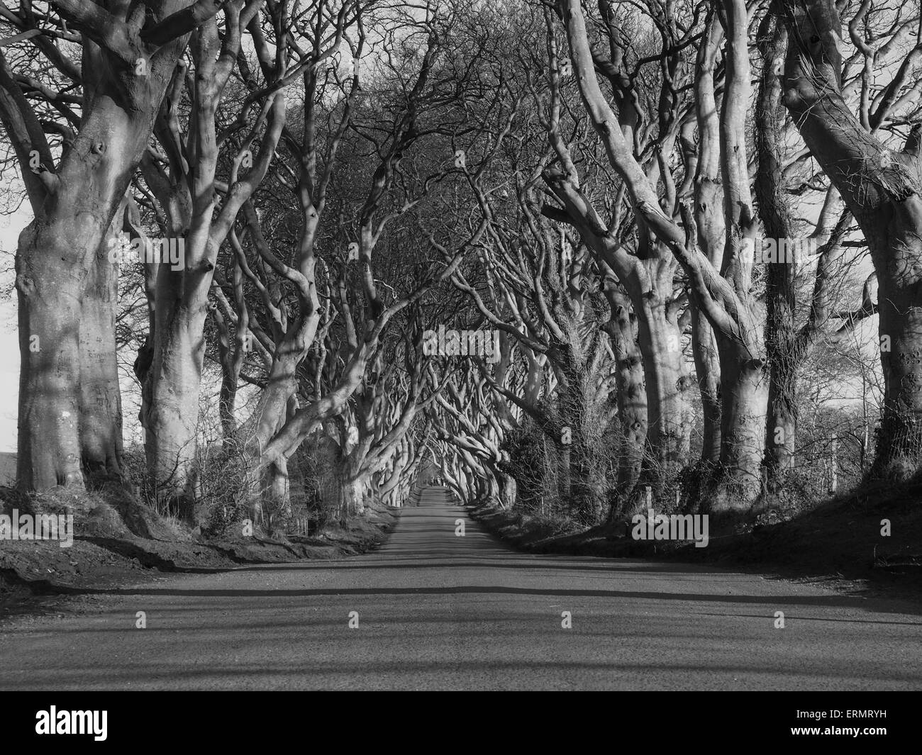 Bianco e nero - 'Dark Siepi' ubicazione di pellicola da 'Gioco di troni' Foto Stock