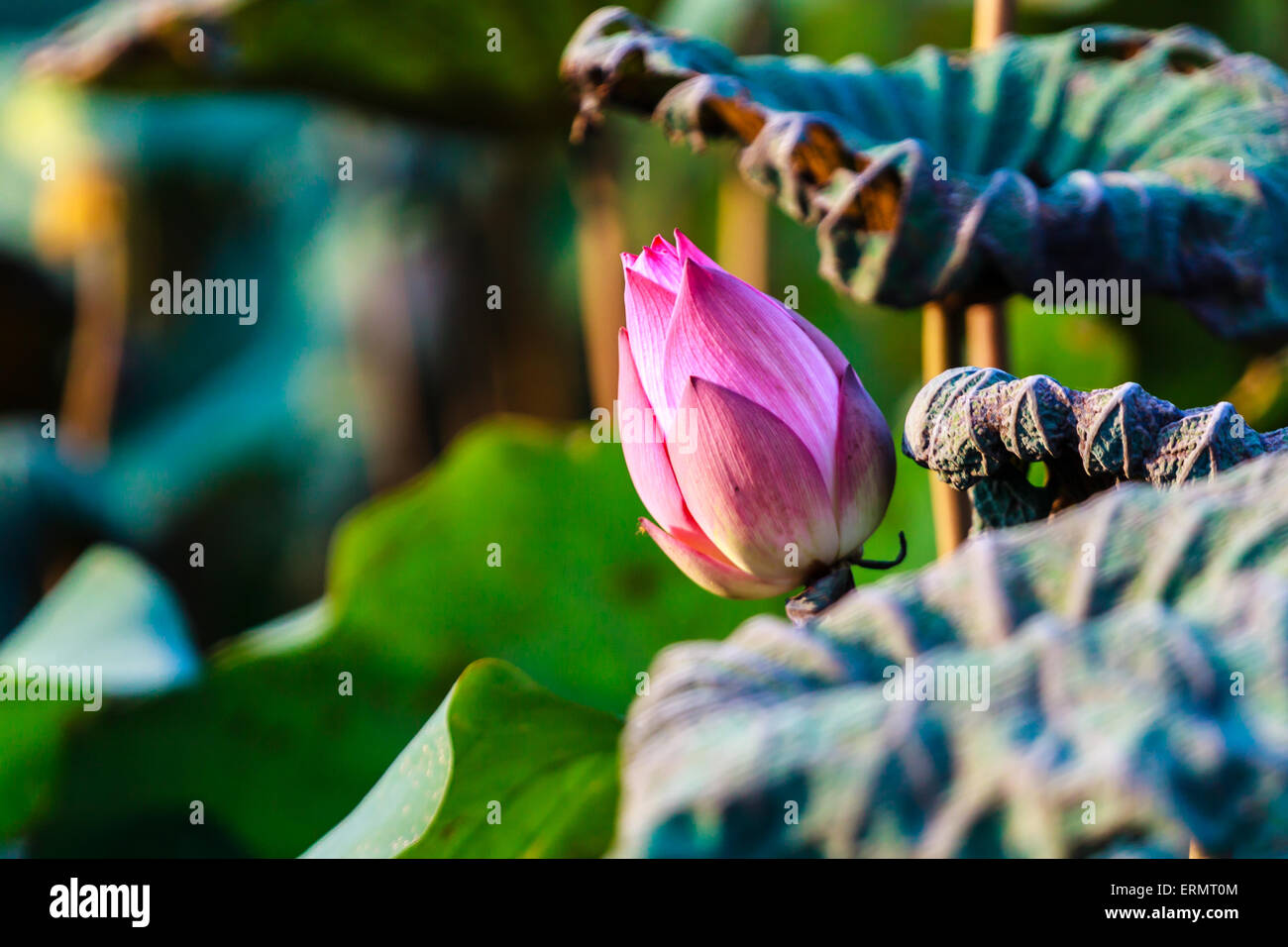 Fiore di loto in stagno vicino Hanoi, Vietnam Foto Stock