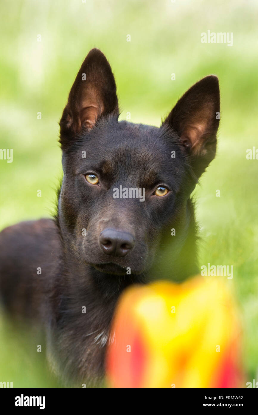 Australian kelpie in verde primavera Foto Stock