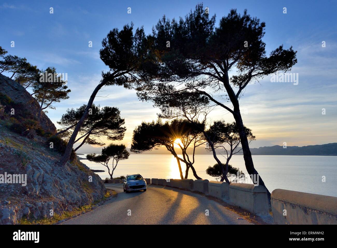 Alberi di pino nel tramonto su una strada di campagna, vicino a Alcudia, Maiorca, isole Baleari, Spagna Foto Stock