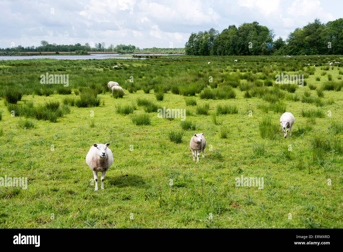 Pecora che pascola sul campo con erba verde con laghetto e la foresta come sfondo Foto Stock