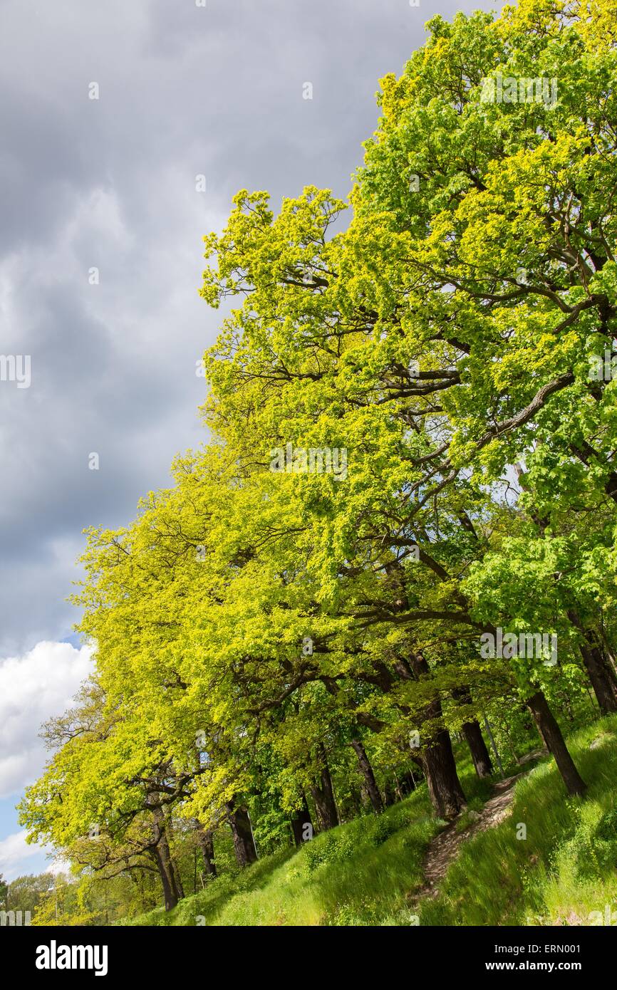 Grandi e vecchi alberi di quercia in piedi in successione con un nuvoloso cielo grigio in background Foto Stock