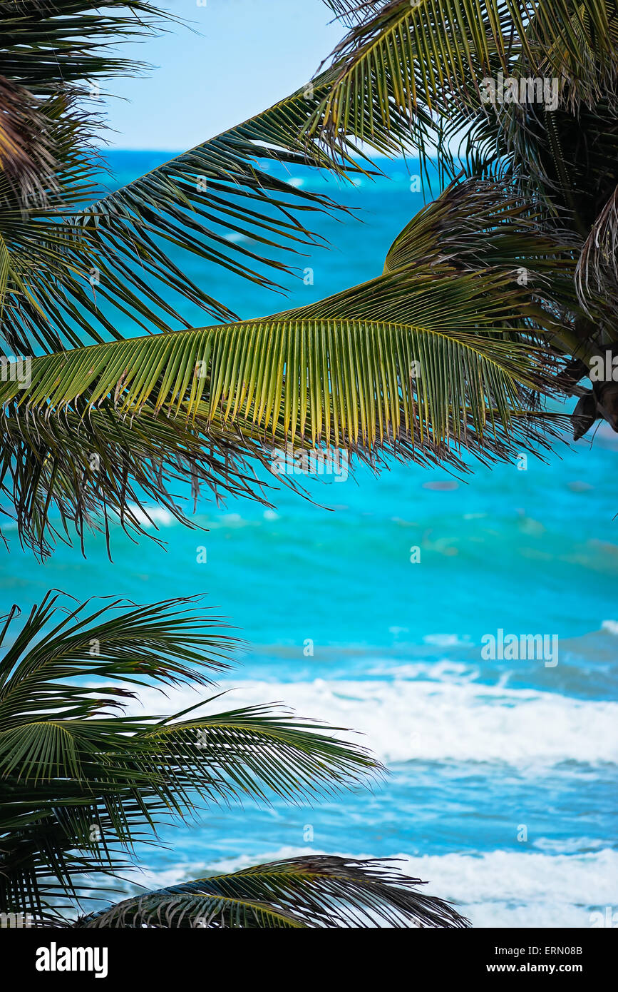 Guardando attraverso di foglie di palma per i Caraibi il mare blu Foto Stock