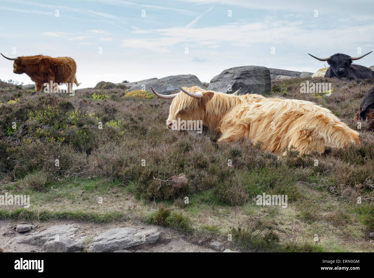 Highland bovini sul Hathersage Moor, Derbyshire, Inghilterra Foto Stock