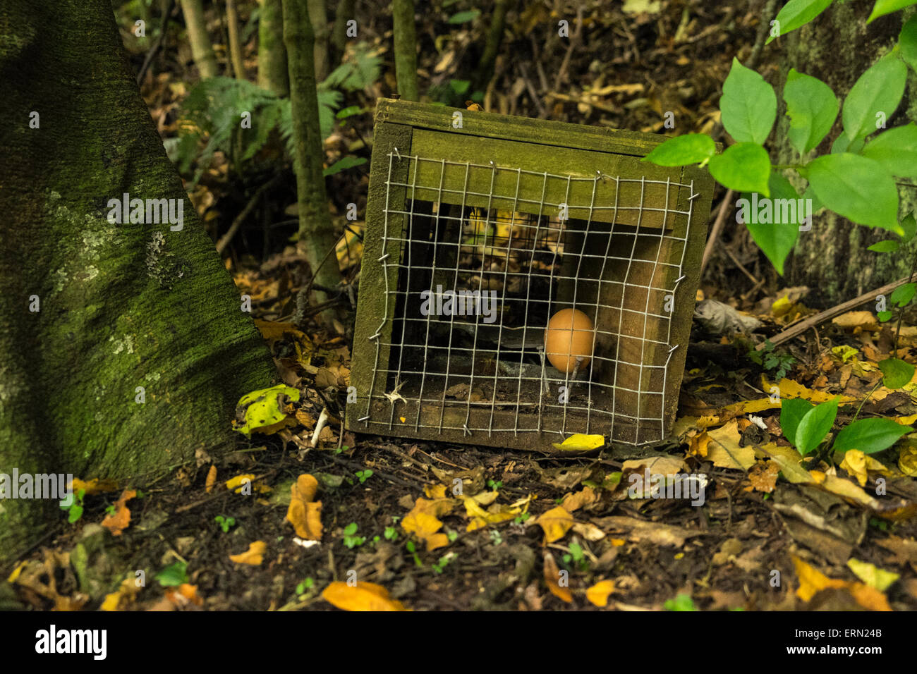 Uovo in una gabbia trappola per la cattura di opossum come parte di un controllo di peste misurare nel Manawatu Affitto Gorge, Nuova Zelanda. Foto Stock