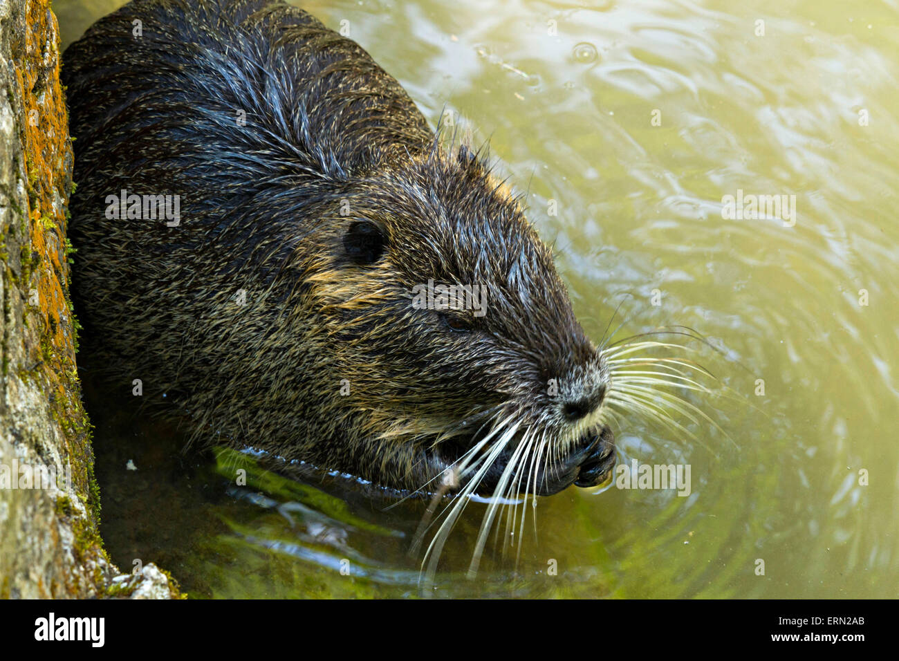 Swamp Beaver in acqua mangiare ( Myocastor coypus) Foto Stock