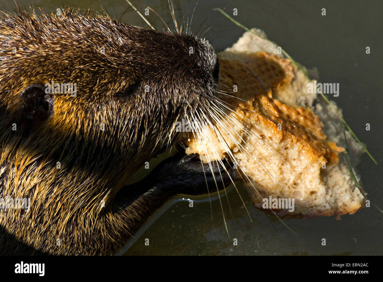 Swamp Beaver ( Myocastor coypus) mangiare pane Foto Stock