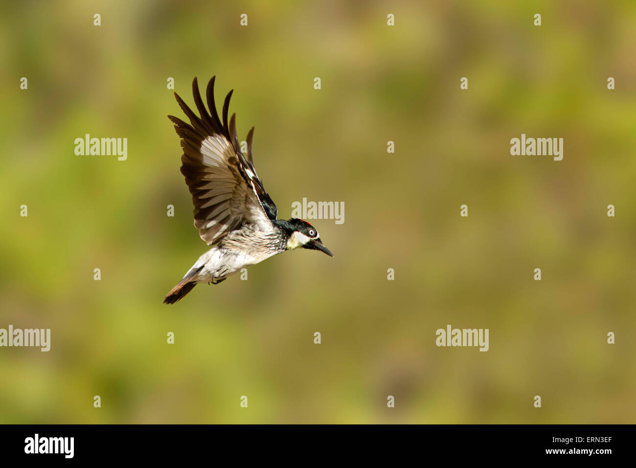 Acorn Woodpecker Melanerpes formicivorus Santa Rita montagne, Santa Cruz County, Arizona, Stati Uniti 23 Maggio maschio adulto Foto Stock