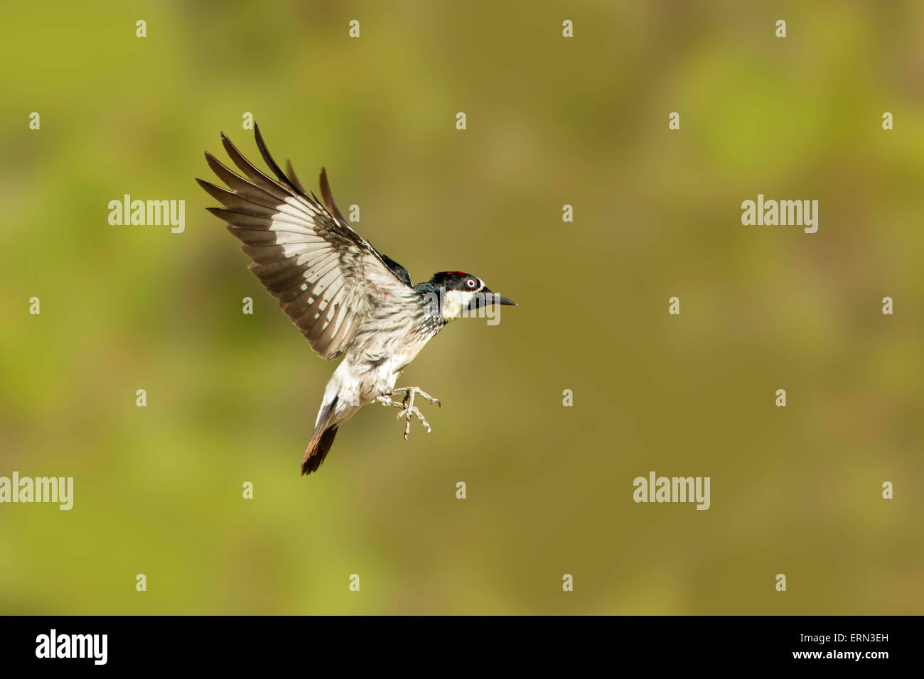 Acorn Woodpecker Melanerpes formicivorus Santa Rita montagne, Santa Cruz County, Arizona, Stati Uniti 23 Maggio maschio adulto Foto Stock