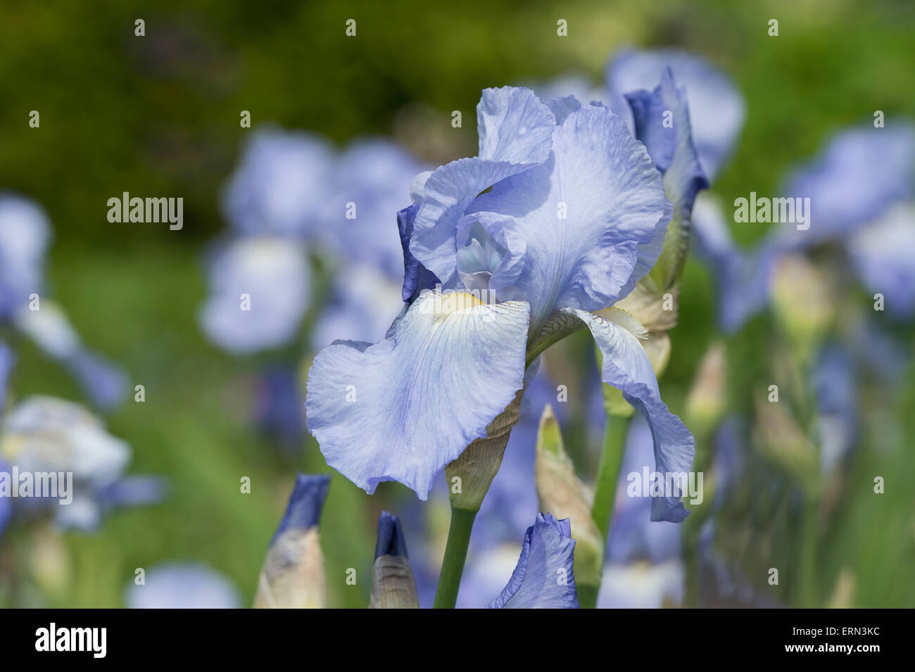 Tall barbuto Iris Jane fiore di Philips Foto Stock