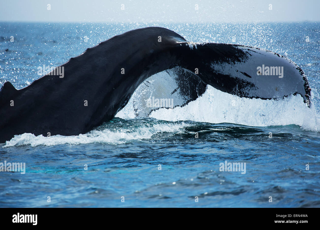 Humpback Whale (Megaptera novaeangliae) alla superficie dell'acqua; Massachusetts, Stati Uniti d'America Foto Stock