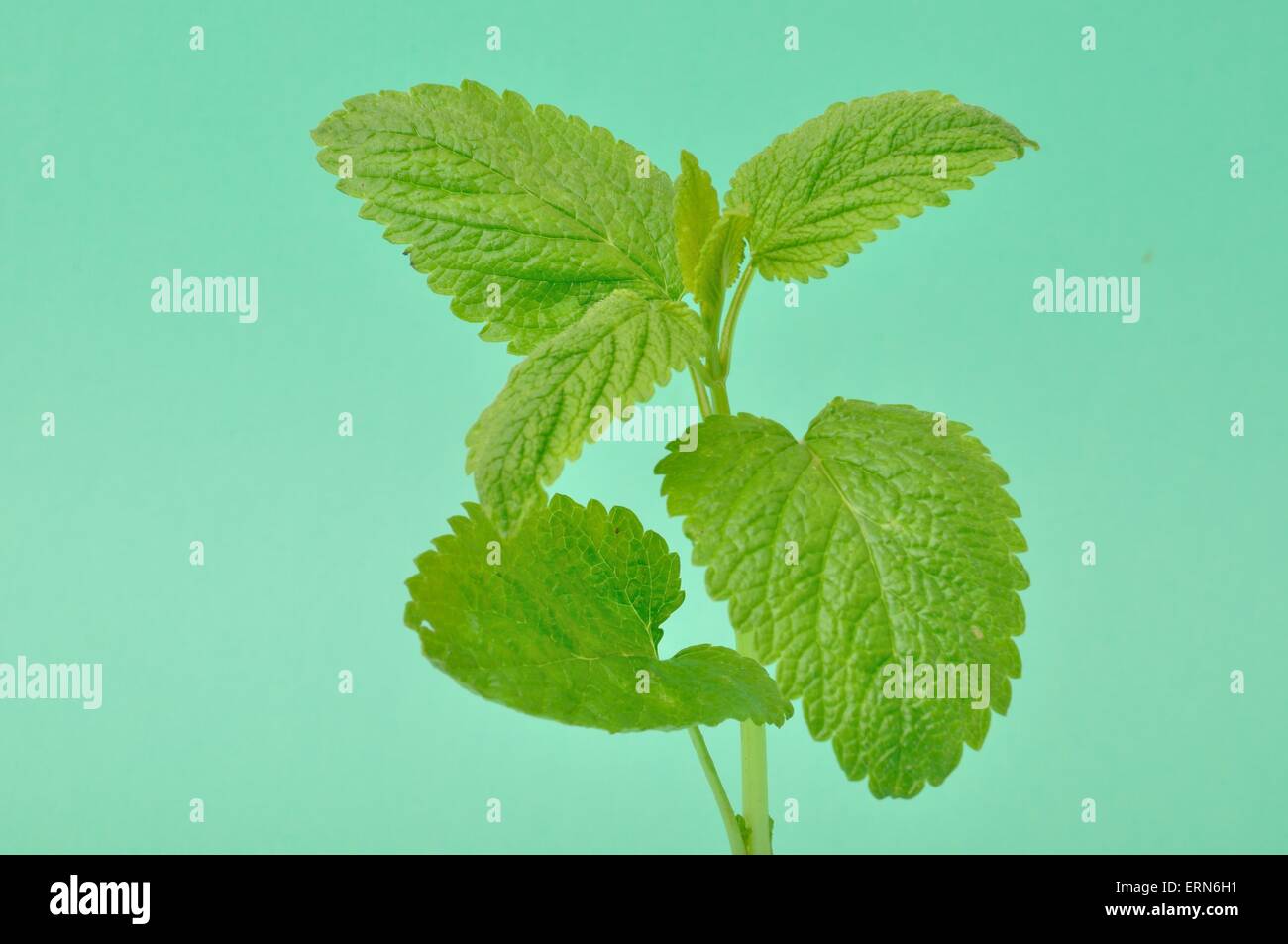 Melissa,(Melissa officinalis) Foto Stock