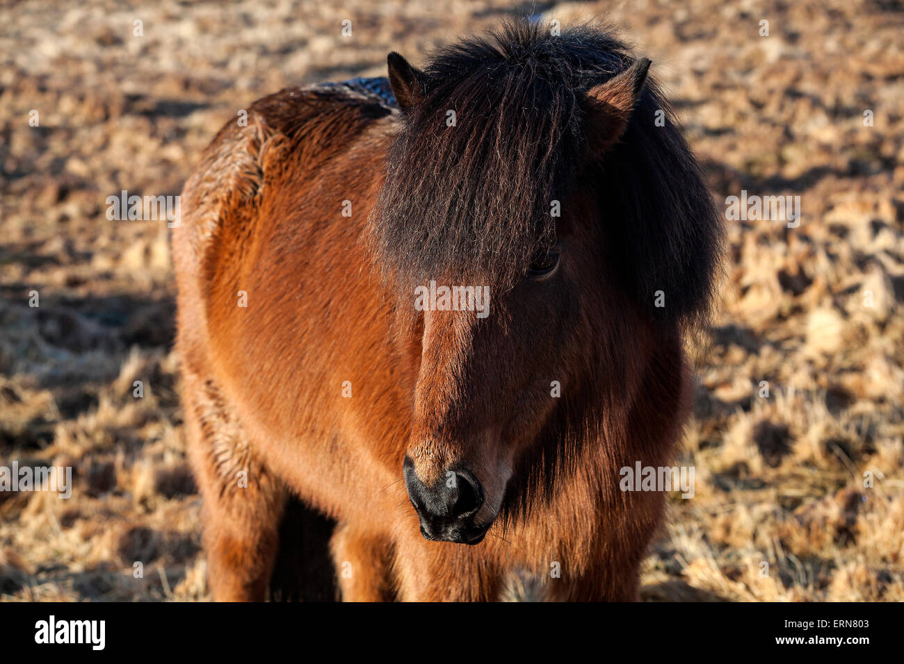 Marrone pony islandese su un prato in Islanda Foto Stock