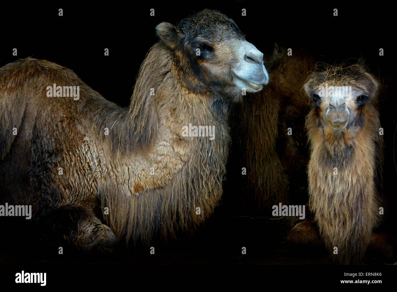Due dromedario, cammello arabo, Indian camel (Camelus dromedarius) disteso nel buio in entrata stabile, Cabarceno Natura Foto Stock