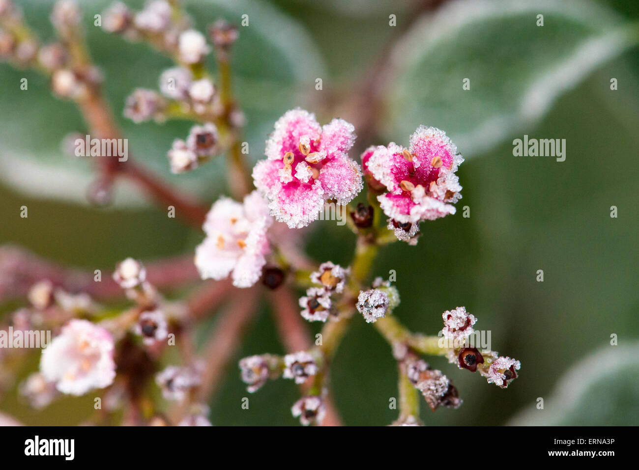 Nel nord di Londra giardino scena , frosty mattino , rosa rosso grappolo di fiori Foto Stock