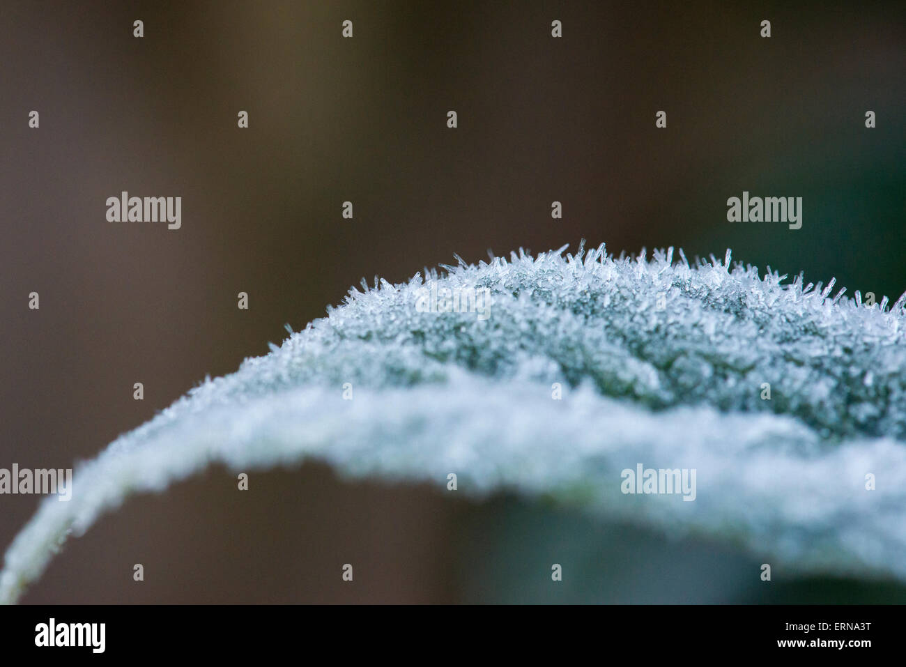 Nel nord di Londra giardino scena , frosty mattina , dettaglio foglia verde foglie foglie Foto Stock