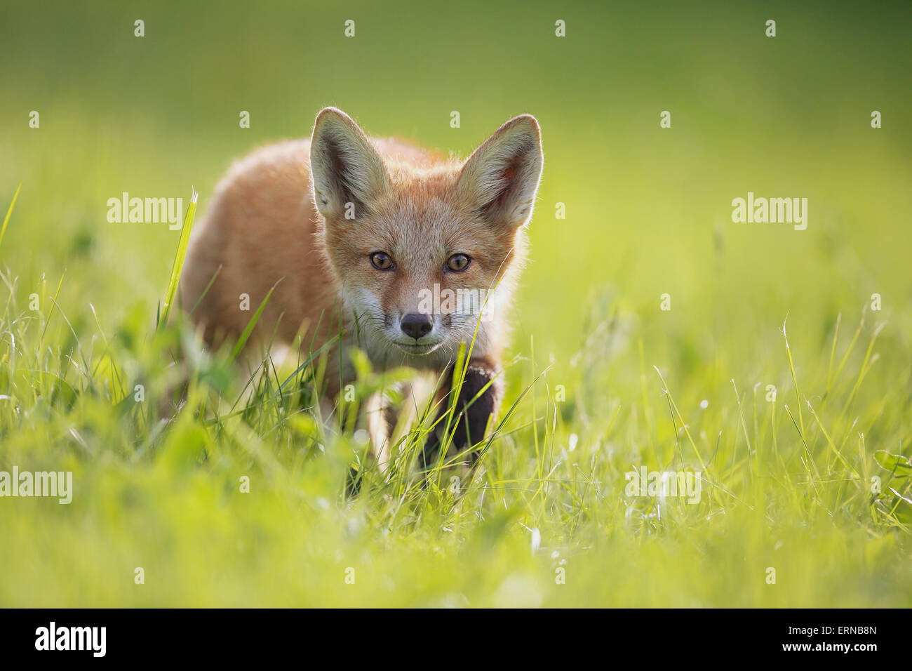 Una volpe in erba, a Montreal, Quebec, Canada Foto Stock