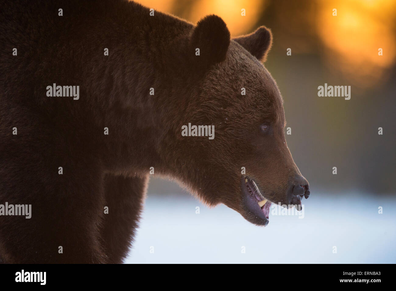 Eurasian l'orso bruno (Ursus arctos arctos), durante l'inverno, Finlandia. Foto Stock