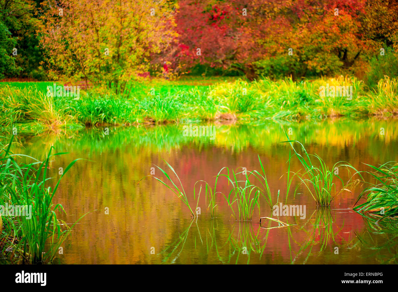 Bellissimo e tranquillo lago di foresta in autunno Foto Stock
