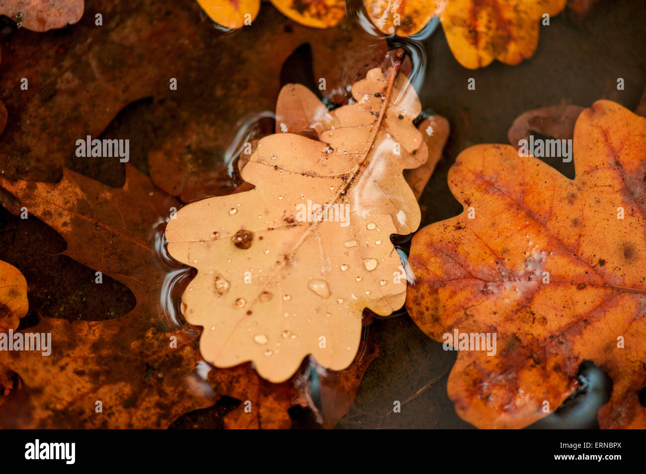 Caduta di foglie di quercia in una pozza closeup Foto Stock