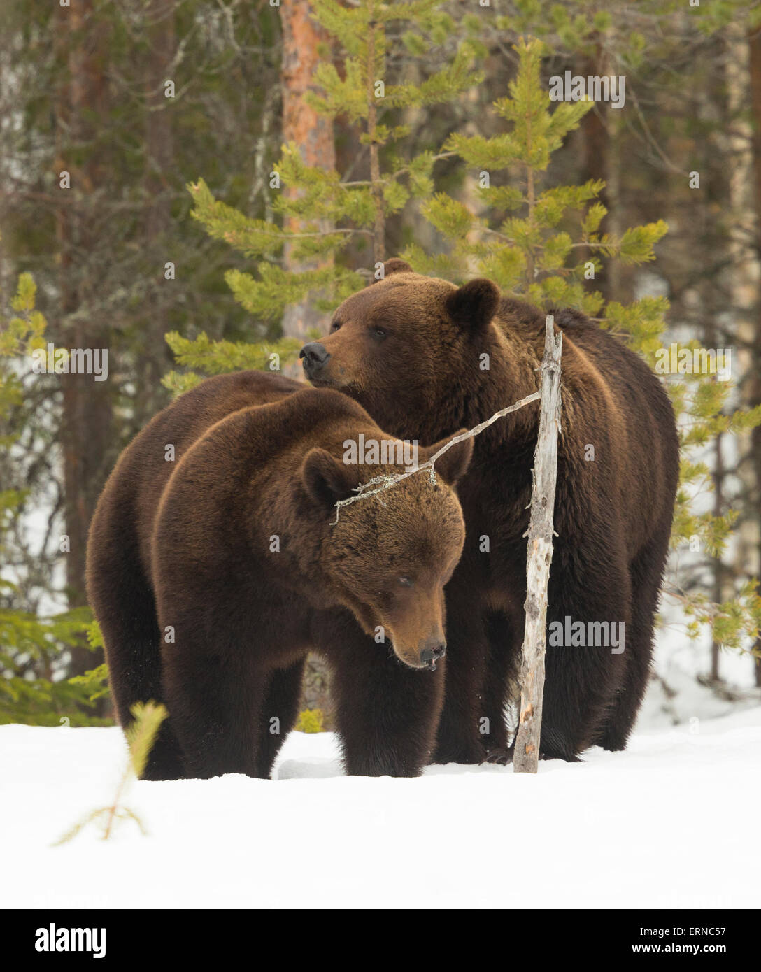 Unione l'orso bruno (Ursus arctos arctos), durante l'inverno, Finlandia. Foto Stock