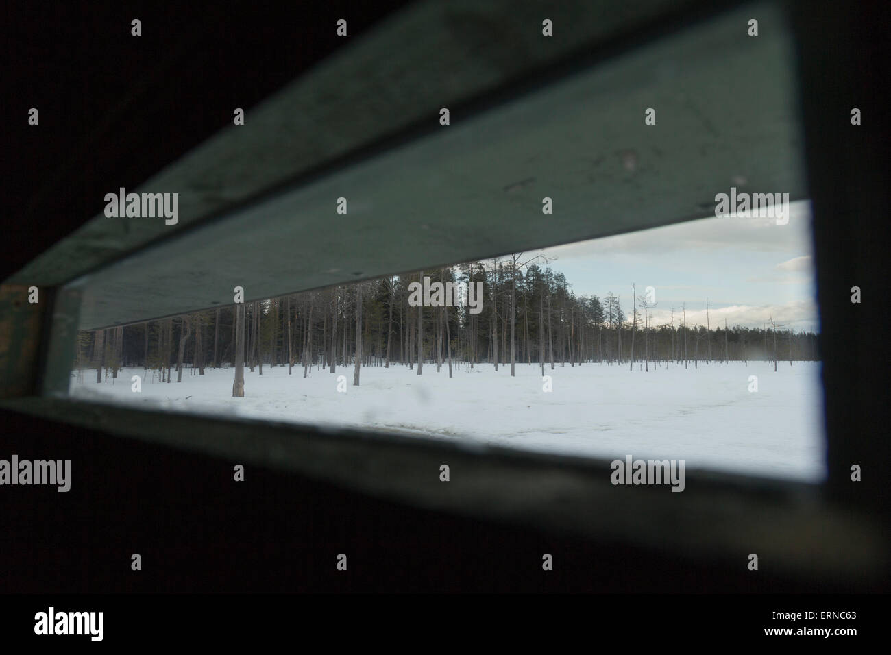 Vista dall'interno di un orso bruno fotografia noleggio nascondere, Finlandia. Foto Stock