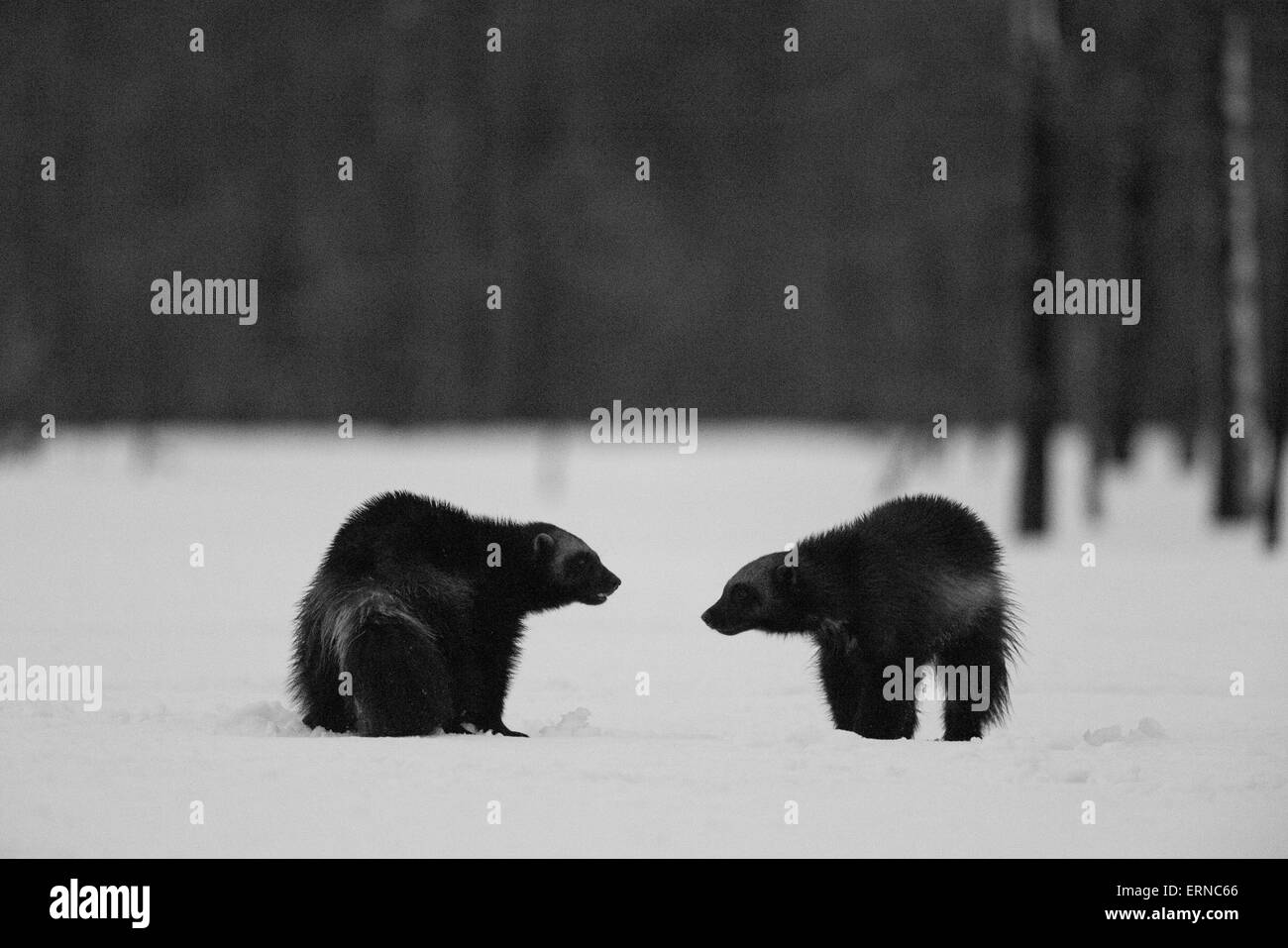 Ghiottoni (Gulo gulo), coppia nella neve durante la notte invernale, Finlandia. Foto Stock