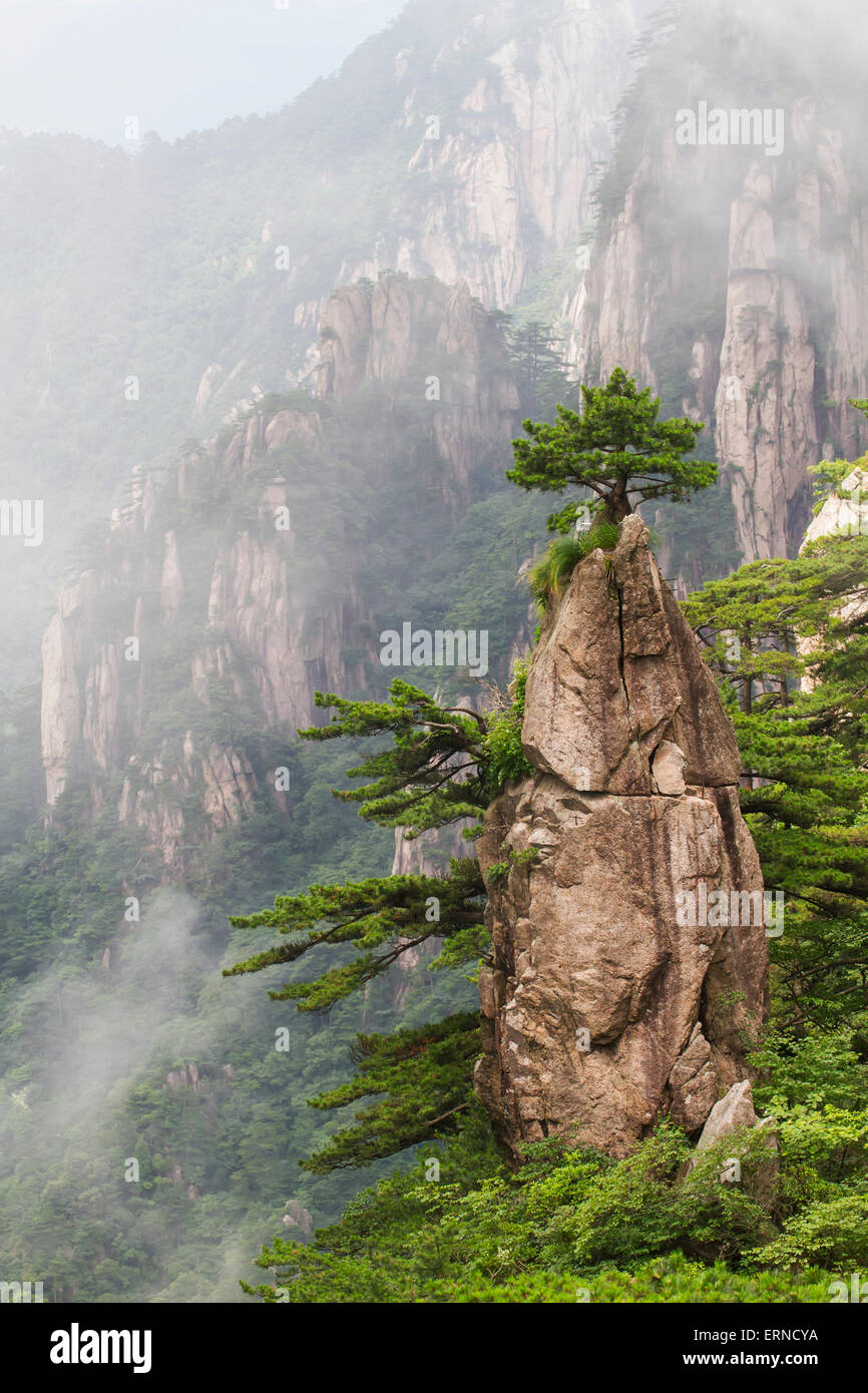 Un fiore che sboccia su una punta di pennello la formazione nel Mare del Nord Scenic Area, Monte Huangshan Anhui, Cina Foto Stock